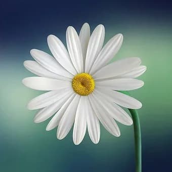 Daisymoth