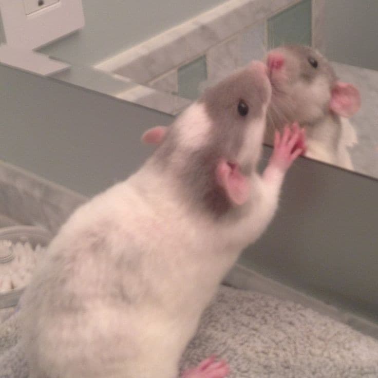 Vibrant_rat