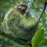 Sloth