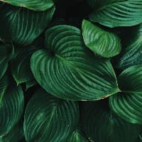 alarabasar7