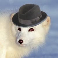 userAvatar