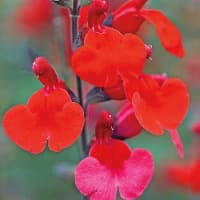 sagebloom