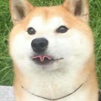 wilczekflame