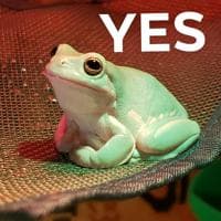 yesfrog