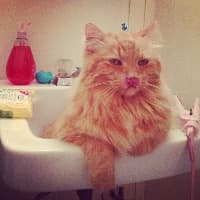 kittygoesWOOF