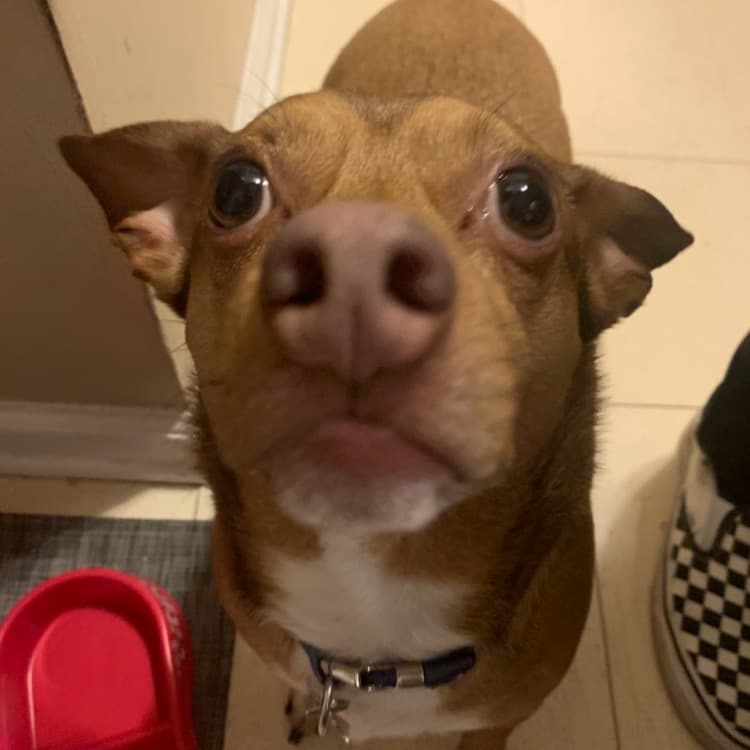 Maloobydoo