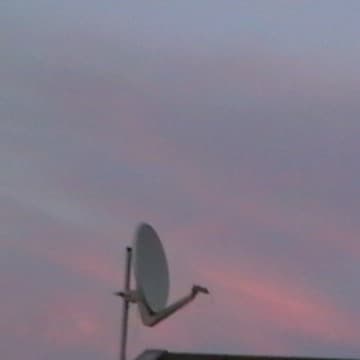 Lauser