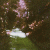 asphodel