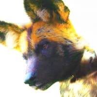 devilwolf