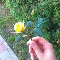 georgiana_snd