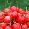 suncica288