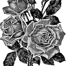 Ghilo