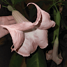 feetlikefins198696d777