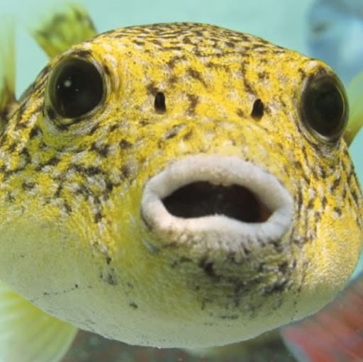 puffyfish14