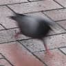 annweriun