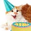 User Image: birthdaycat