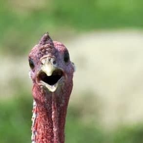 gobbles18d