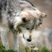 timberwolfeny