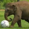 elephantkid27