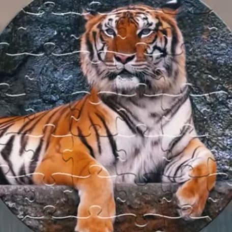 sinjin-tiger3174