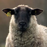 sheepinleatherjacket